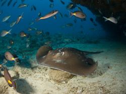 Cape Verdes Dive Centre - Sal Island. Ray.